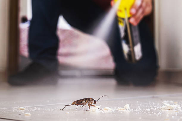 Best Local Pest Control Services  in Towson, MD